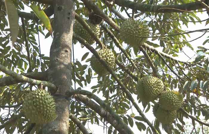 Kế Sách: Hiệu quả mô hình kinh tế hộ của Cựu Chiến binh ấp Hoà Quới (06-06-2024)